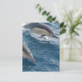 Gemeine Delphin Postkarte (Stehend Vorderseite)