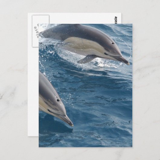 Gemeine Delphin Postkarte (Vorne/Hinten)