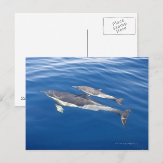 Gemeine Delphin Postkarte (Vorne/Hinten)