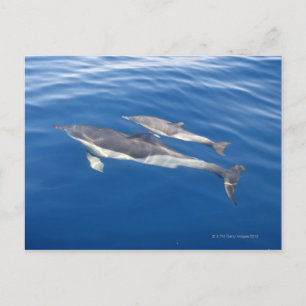 Gemeine Delphin Postkarte