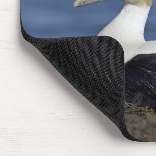 Gemeine Eiderenten Mousepad (Ecke)