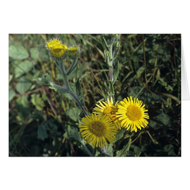 Gemeine Fleabane (Vorderseite (Horizontal))