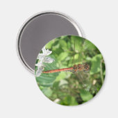 Gemeine Heidelibelle Magnet (Vorderseite/Rückseite)