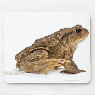 Gemeine Kröte oder europäische Kröte (Bufo bufo Mousepad
