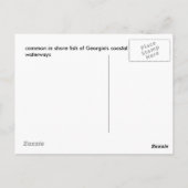 gemeine Küsten- Küstenfische von Georgia Postkarte (Rückseite)