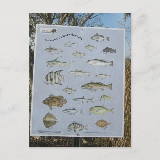 gemeine Küsten- Küstenfische von Georgia Postkarte (Vorderseite)