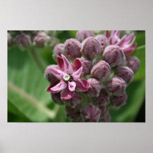Gemeine Milkweed-Blumen-Pflanze Poster