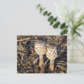 Gemeine Parasolpilze Postkarte (Stehend Vorderseite)