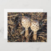 Gemeine Parasolpilze Postkarte (Vorne/Hinten)