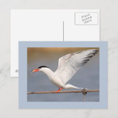 Gemeine Seeschwalbe Postkarte (Vorne/Hinten)