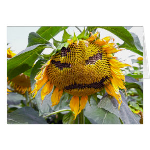 gemeine Sonnenblume