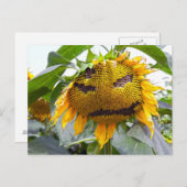 Gemeine Sonnenblume Postkarte (Vorne/Hinten)