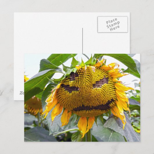 Gemeine Sonnenblume Postkarte (Vorne/Hinten)