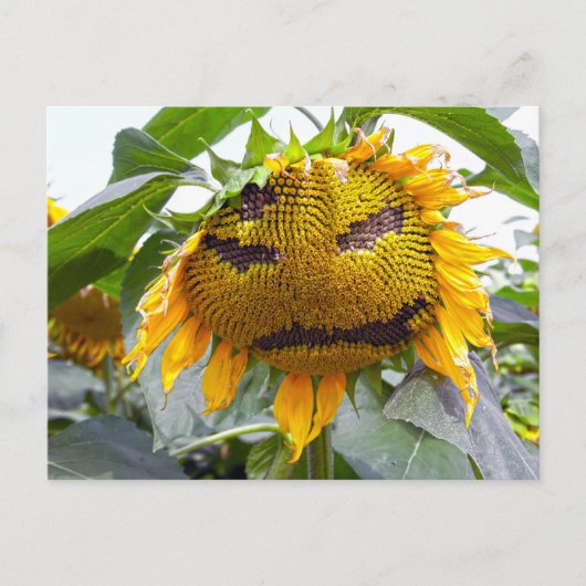 Gemeine Sonnenblume Postkarte (Vorderseite)