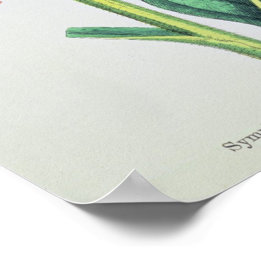 Gemeine Trauben, Platte MCXVI, c.1800 Poster (Ecke)