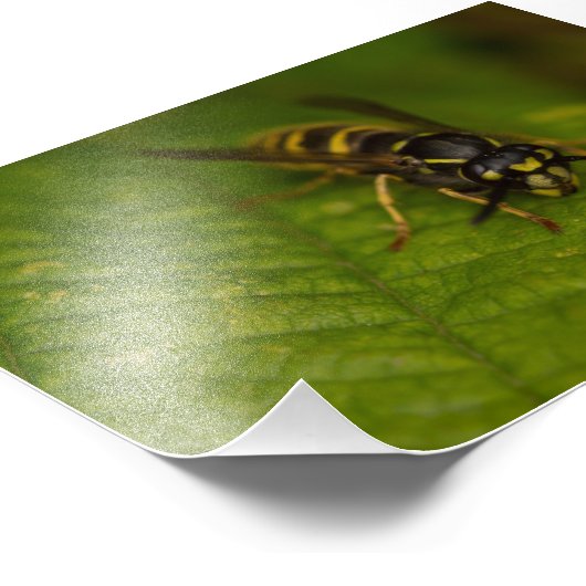 Gemeiner Abfall Fotodruck (Ecke)