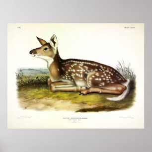 Gemeiner Amerikaner (Weißschwanz) Hirsch, Fawn, Au Poster