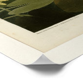 Gemeiner Amerikanischer Schwan Poster (Ecke)