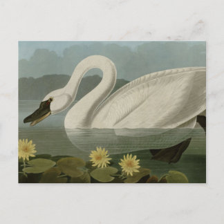 Gemeiner Amerikanischer Schwan Postkarte