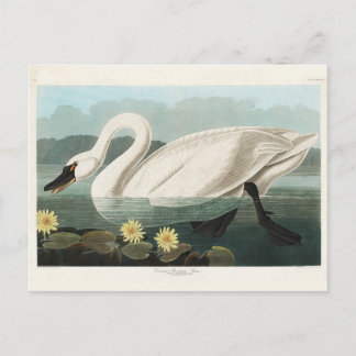 Gemeiner Amerikanischer Schwan, Vögel Amerikas, Vi Postkarte