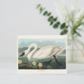 Gemeiner Amerikanischer Schwan, Vögel Amerikas, Vi Postkarte (Stehend Vorderseite)