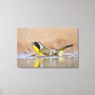 Gemeiner badender Yellowthroat Leinwanddruck