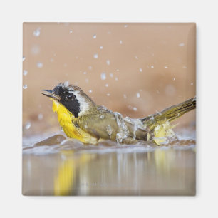 Gemeiner badender Yellowthroat Magnet