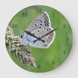 Gemeiner Blauer Schmetterling auf Gras Große Wanduhr