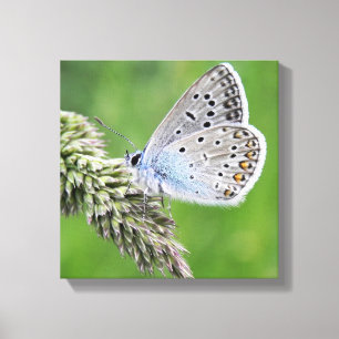 Gemeiner Blauer Schmetterling auf Gras Leinwanddruck