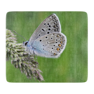 Gemeiner Blauer Schmetterling auf Gras Schneidebrett