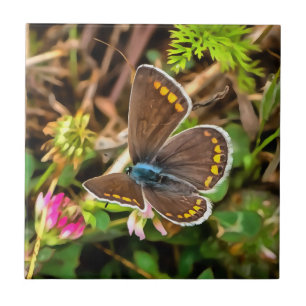 Gemeiner Blauer Schmetterling Polyommatus Icarus M Fliese