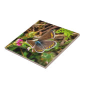 Gemeiner Blauer Schmetterling Polyommatus Icarus M Fliese (Seite)
