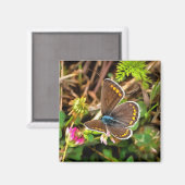 Gemeiner Blauer Schmetterling Polyommatus Icarus M Magnet (Vorderseite/Rückseite)