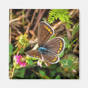 Gemeiner Blauer Schmetterling Polyommatus Icarus M Magnet