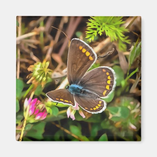 Gemeiner Blauer Schmetterling Polyommatus Icarus M Magnet (Vorne)