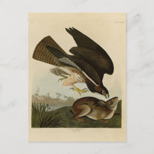 Gemeiner Buzzard - von Audubons Vögeln Amerikas Postkarte