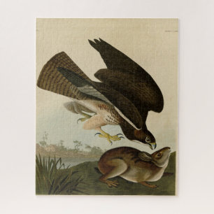 Gemeiner Buzzard - von Audubons Vögeln Amerikas Puzzle