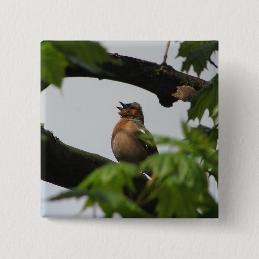Gemeiner Chaffinch Button (Vorderseite)