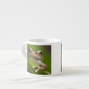 Gemeiner Coqui, Eleutherodactylus coqui Espressotasse