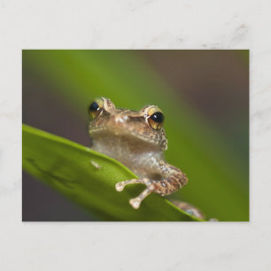 Gemeiner Coqui, Eleutherodactylus coqui Postkarte
