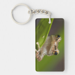 Gemeiner Coqui, Eleutherodactylus coqui Schlüsselanhänger