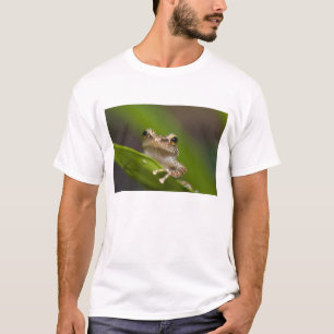 Gemeiner Coqui, Eleutherodactylus coqui T-Shirt