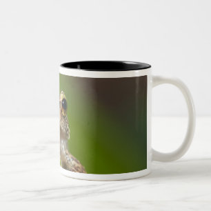 Gemeiner Coqui, Eleutherodactylus coqui Zweifarbige Tasse