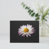 Gemeiner Daisy Postkarte (Stehend Vorderseite)