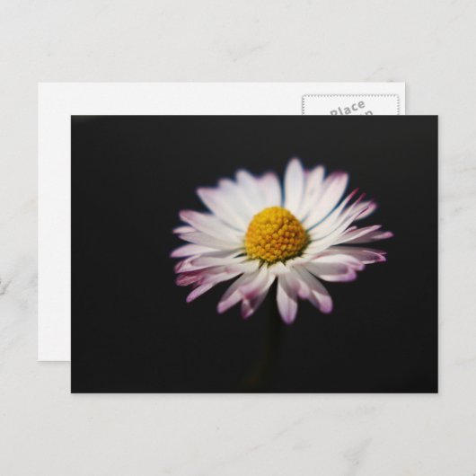 Gemeiner Daisy Postkarte (Vorne/Hinten)