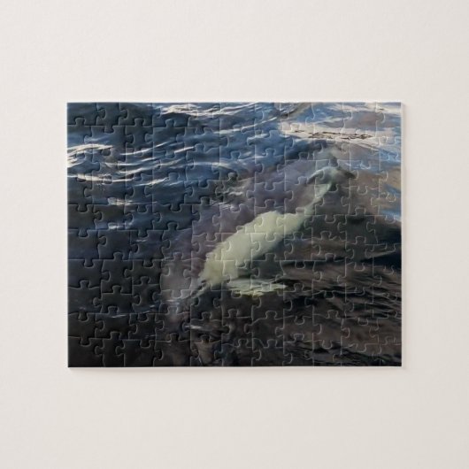 Gemeiner Dolphin-Schwimmen-Puzzle Puzzle (Horizontal)