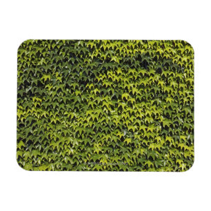 Gemeiner Efeu (Hederahelix) an der Hauswand Magnet