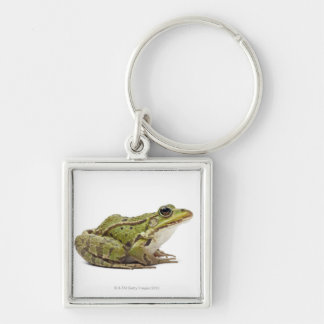 Gemeiner europäischer Frosch oder essbarer Frosch Schlüsselanhänger