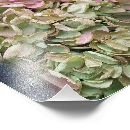 Gemeiner Garten Hydrangea Fotodruck (Ecke)