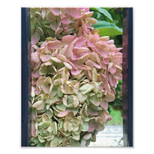 Gemeiner Garten Hydrangea Fotodruck